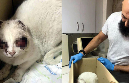 Gözleri oyulan kedi haberinde şok gelişme