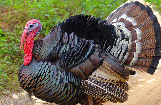 Hindi fiyatları ne kadar oldu 2019 kilosuna göre hindi fiyatları