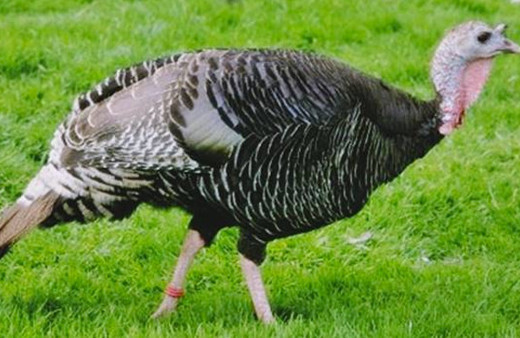 2019 yılbaşı hindisi fiyatları kilosu kaç para-güncel hindi fiyatları 