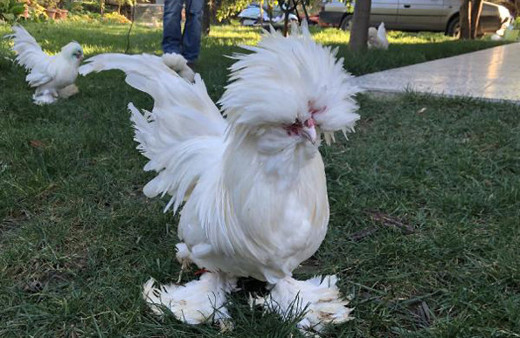 Bu tavukların fiyatı tam 10 bin TL yemelik değil hediyelik