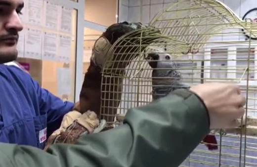 MasterChef Murat'ın işkence yaptığı papağan koruma altına alındı