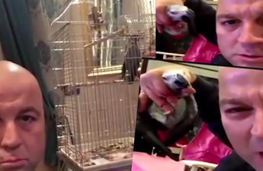 Murat'ın işkence ettiği papağanı bakın kim aldı bacağını da kırmış