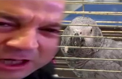 Masterchef Murat'ın işkence ettiği papağanın sağlık durumu