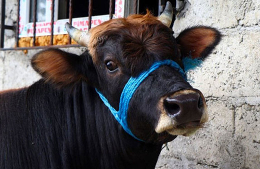 Yüzerek kesilmekten kurtulan dana Ferdinand'ın keyfi yerinde sevgilisi var