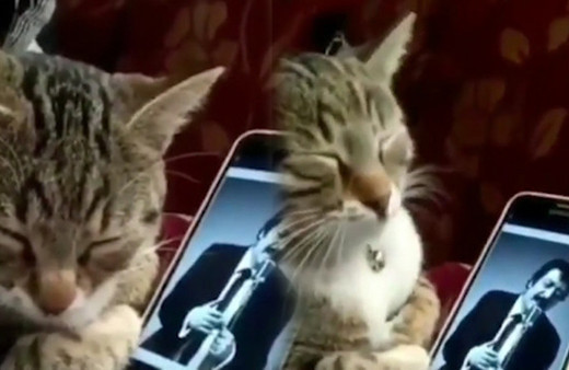 Müslüm Gürses dinleyen efkarlı kedi viral oldu