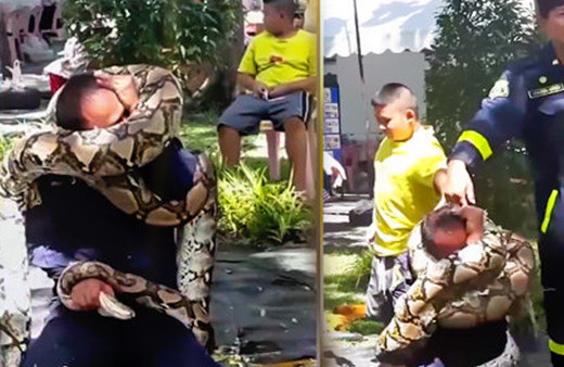 Piton yılanı eğitiminde akılamaz olay! 