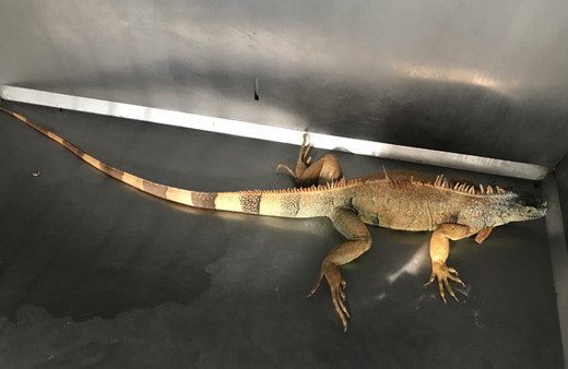 Mahallede iguana endişesi vatandaşlar sokak ortasında gördü