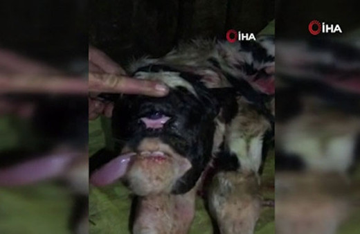 Tek gözlü, burunsuz ve çenesiz doğan buzağı hayrete düşürdü