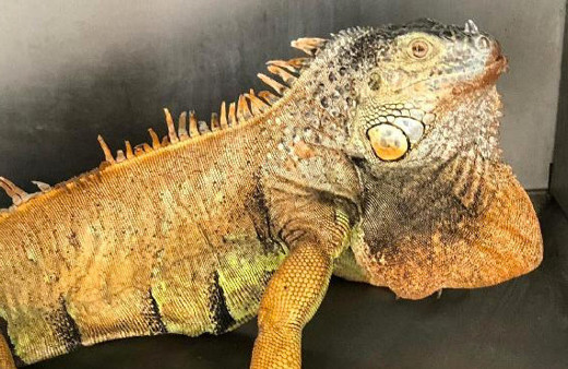 Yol kenarında 1 metre boyunda iguana bulundu