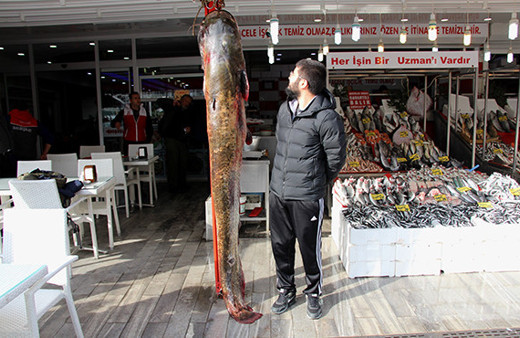 Görenleri hayrete düşüren dev balık! 2 metre 30 santim...