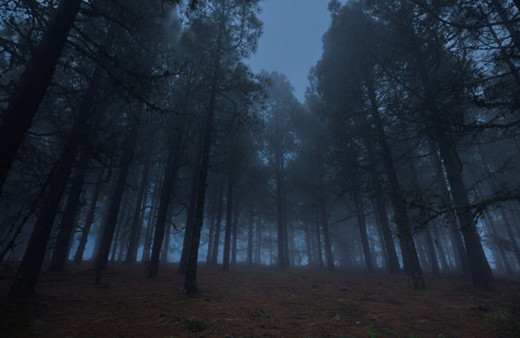 Herkes bu ormana intihar etmek için geliyor!