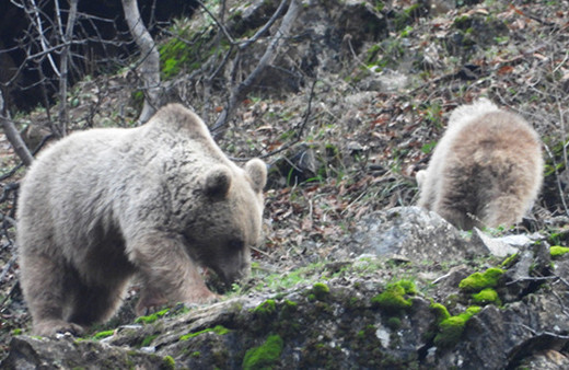 Kış uykusuna yatmayan ayı ve yavrusu görüntülendi