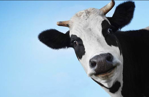 Besiciye müjde yatırımların yüzde 50'si devletten