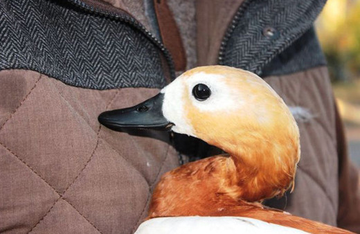 Angut kuşu eşi ölünce göç etmeyi bıraktı Osmaniye'ye yerleşti