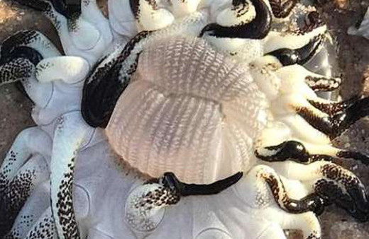 Onlarca kolu olan dev deniz yaratığı bulundu