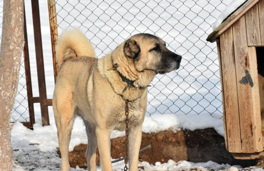 İtalya’yı kurtlar sardı çare Sivas Kangalı’nda arandı