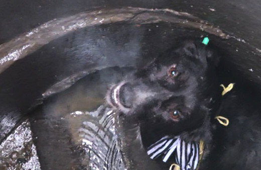 Foseptik çukuruna atılan köpeği itfaiye ekipleri kurtardı