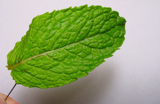 Nane sapı kilo vermek isteyenler için birebir!