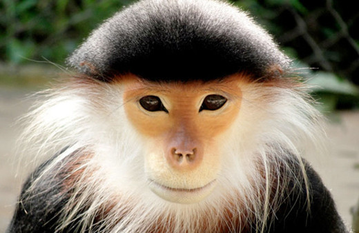 Satın aldıkları maymunu canlı canlı yediler kanını içtiler vahşet