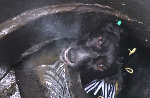 Köpeği foseptik çukuruna attılar ölümden döndü