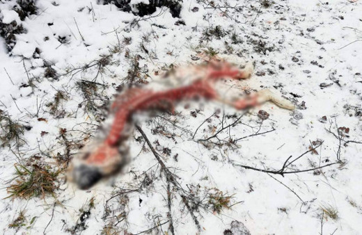 O ilde kurt dehşeti: Sadece kemikleri kaldı!