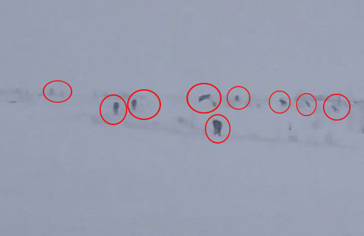 Korkutan görüntü! Aç kalınca sürü halinde ilçeye indiler 