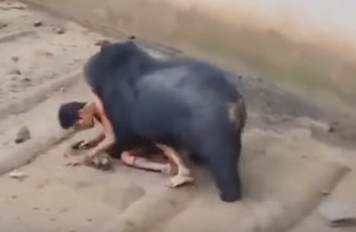 Kafese giren adam ayıya yem oldu!