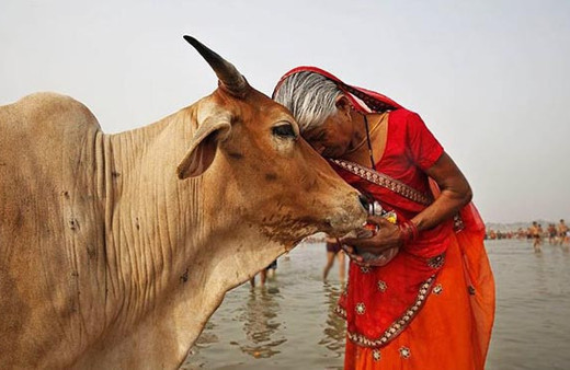 Hindistan'da inek eti protestosunda 2 kişi öldü