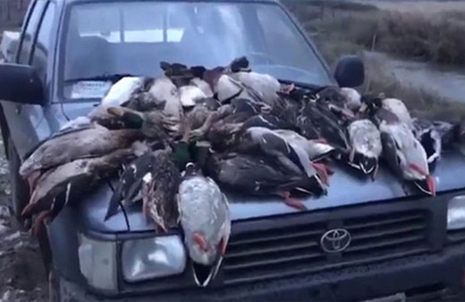 Kuş cennetinde yaban ördeği katliamı