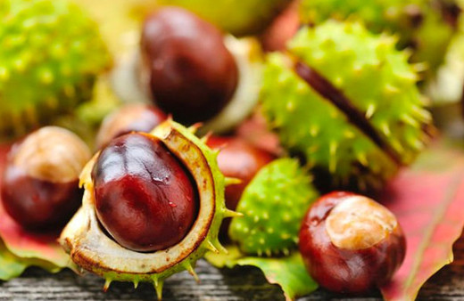 At kestanesinin faydaları neler?