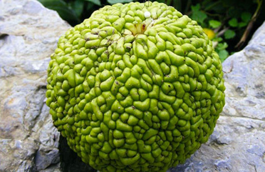 Kesinlikle tüketilmemesi gereken 'Yalancı Portakal'ın inanılmaz faydaları