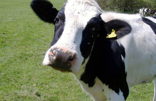 Kutsal İnek kavgasında polis öldürüldü