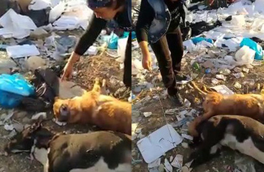 Vicdansızlığın bu kadarı! Köpekleri böyle öldürmüşler 