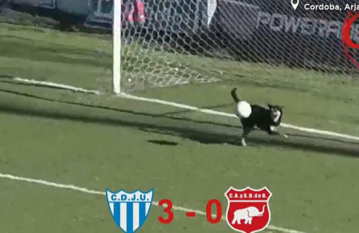 Sevimli köpek sahaya girdi gole engel oldu