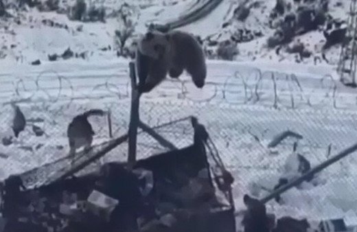 Ayı askeri üs bölgesine böyle girdi!