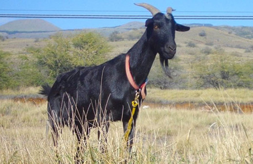 Sahibinin 20 bin eurosunu yiyen keçi akşam sofraya yemek oldu