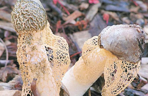 Bilim adamları bile şaştı kaldı! Koklayan anında orgazm oluyor