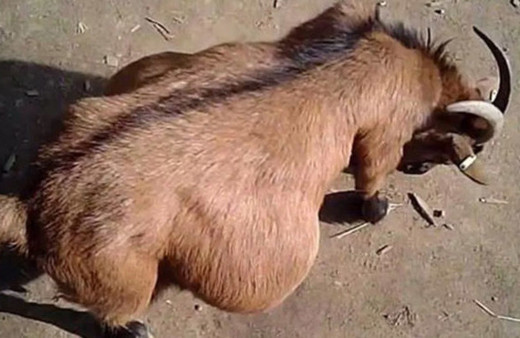 Günün en iğrenç haberi! Hamile keçiye tecavüz ederken...