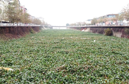 Asi Nehri tarlaya döndü Suriye’den getirdiklerine bakın