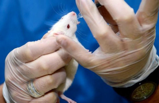 Bilim insanları farelerde denedi kadınları korkuttu