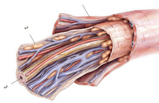 Kalp ameliyatları için ‘helal' üretim başlıyor