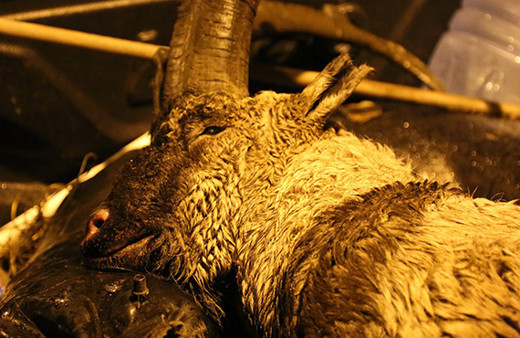 Koruma altındaydı: Ekipler peşlerinde!