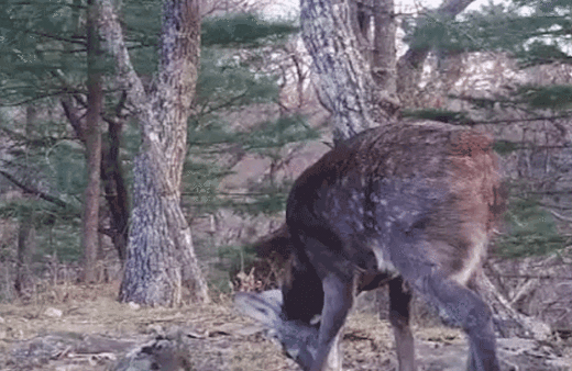 Kılıç dişli geyik ilk kez görüntülendi