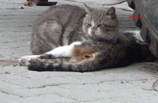 Ölen kedinin başında yas tuttu