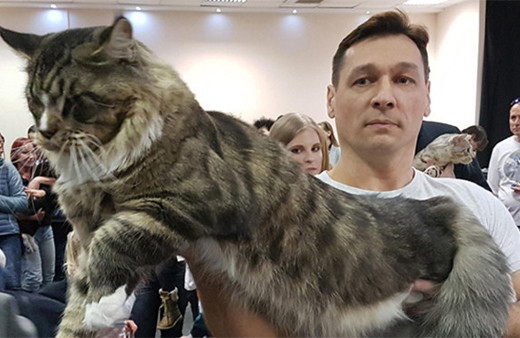 Kedilere servet teklif edildi!