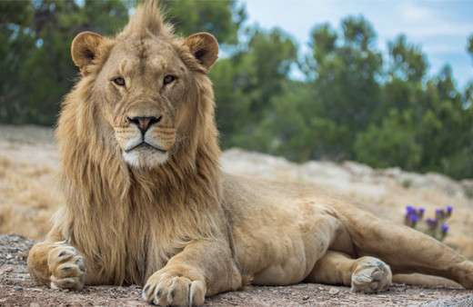 Aslan avlamaya gitti geriye kafası kaldı!