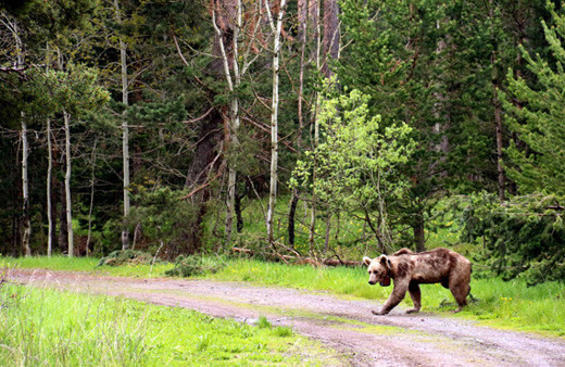 BBC Sarıkamış'ın  yaban hayatını Dünya'ya tanıtacak