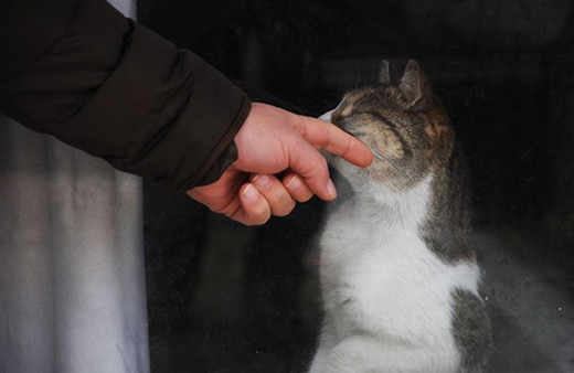 Garajda mahsur kaldı 3 haftadır kurtarılmayı bekliyor