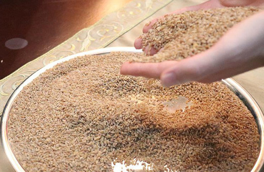 Binlerce yıllık 'ıza buğdayı'nın coğrafi işareti alınacak