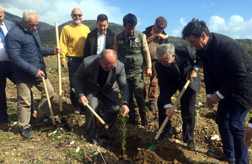  Şehitler anısına 2 bin fidan